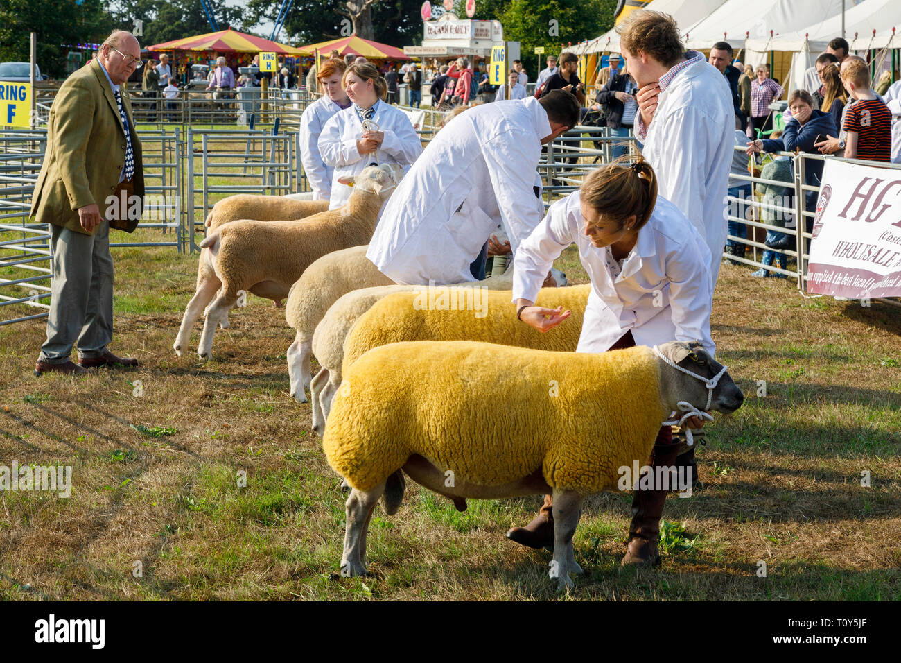 Sheep and livestock display and competition judging at the 2018 Aylsham
