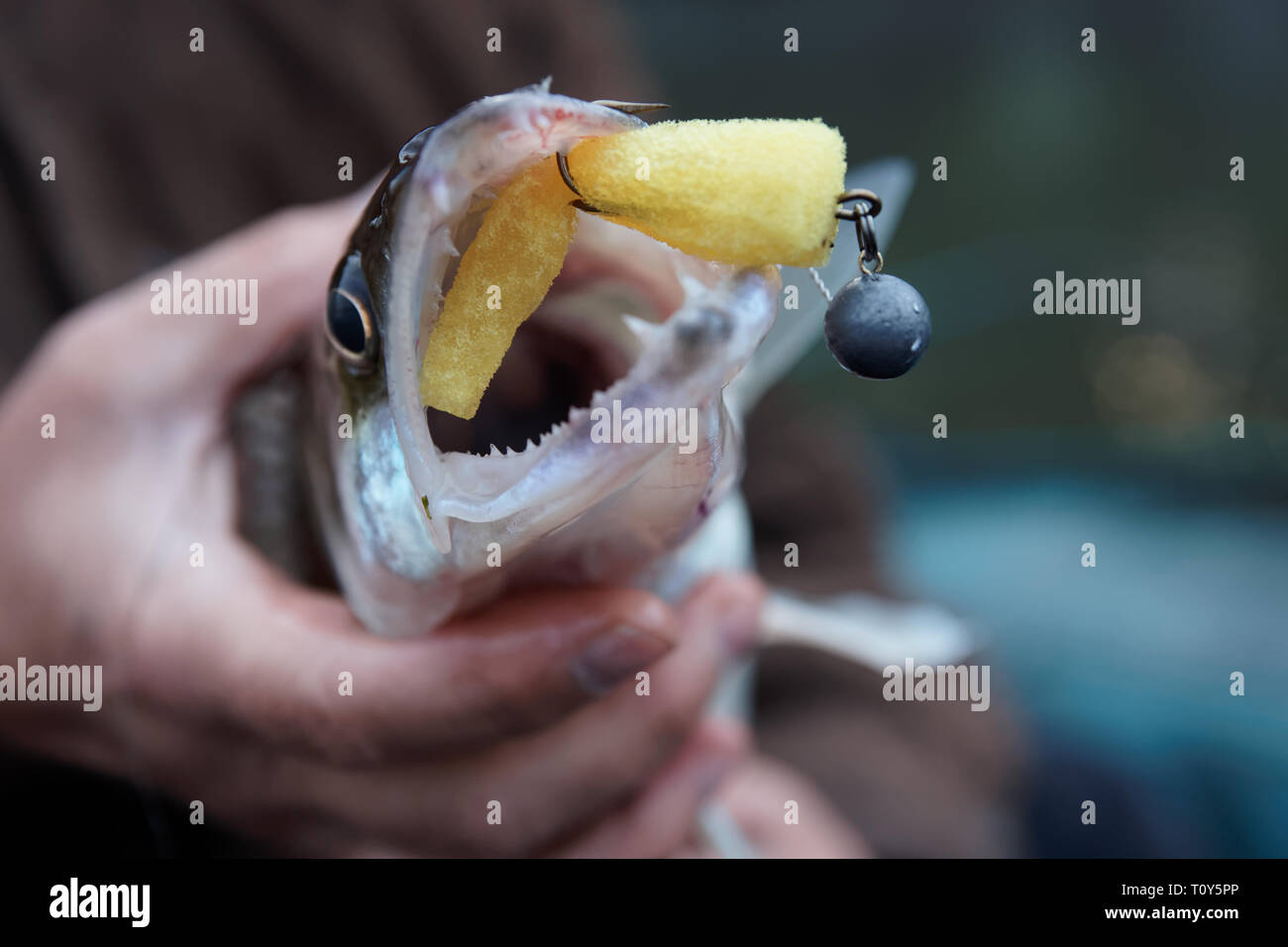Walleye caught on handmade jig lure, very shallow focus Stock Photo Alamy