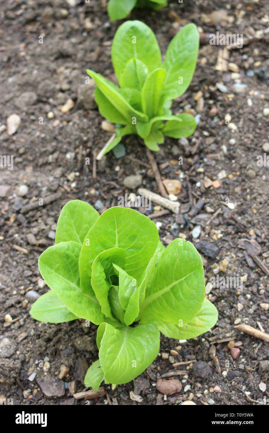 Little gem cos type lettuce, Lactuca sativa, variety Maureen growing in