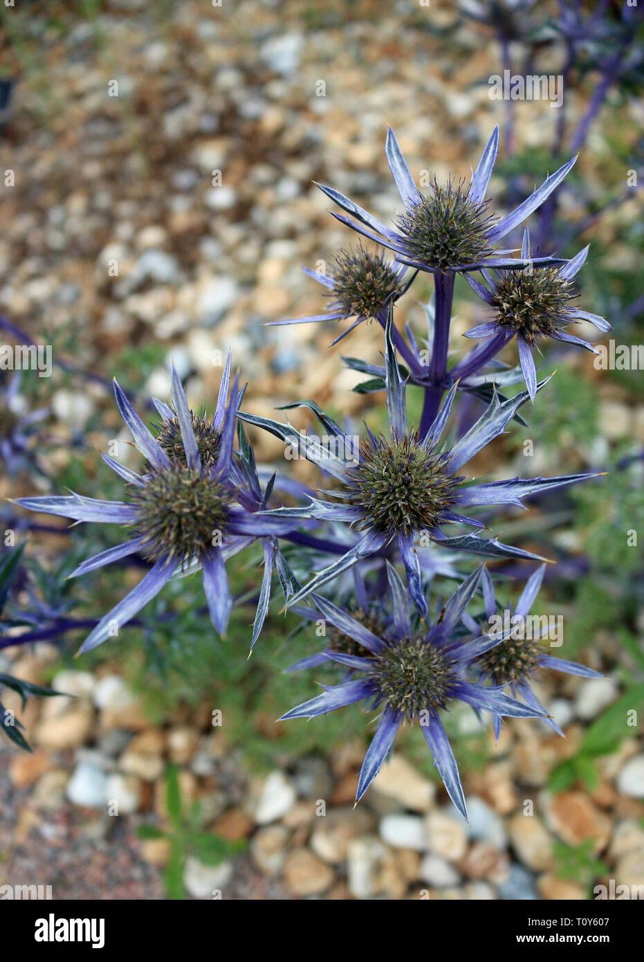 Ornamental sea holly, Eryngium bourgatii variety Picos Amethyst, in flower and viewed from above with a gravel background. Stock Photo