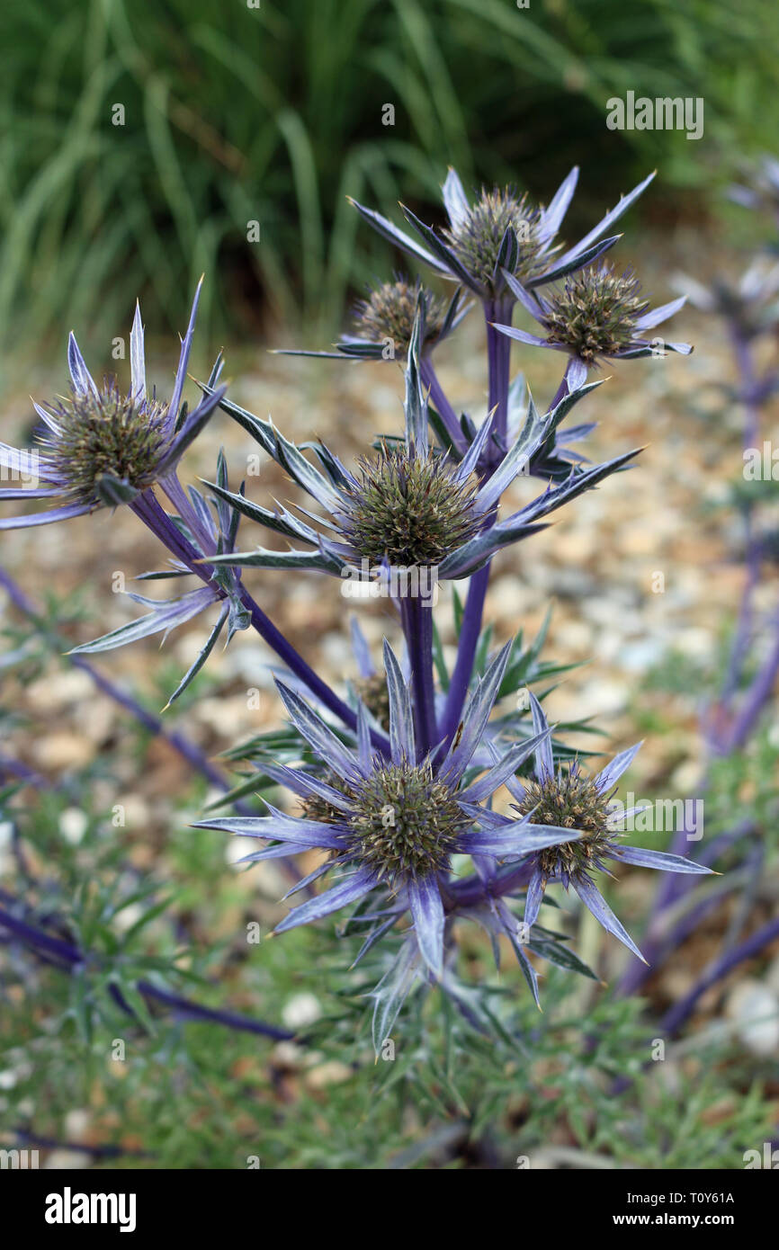Eryngium picos amethyst hires stock photography and images Alamy