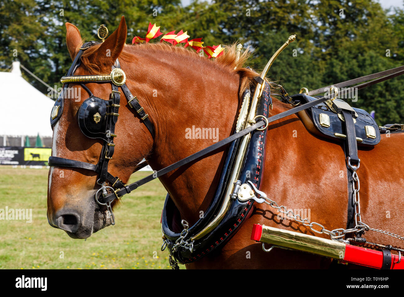 Working heavy horse harness hi-res stock photography and images - Alamy