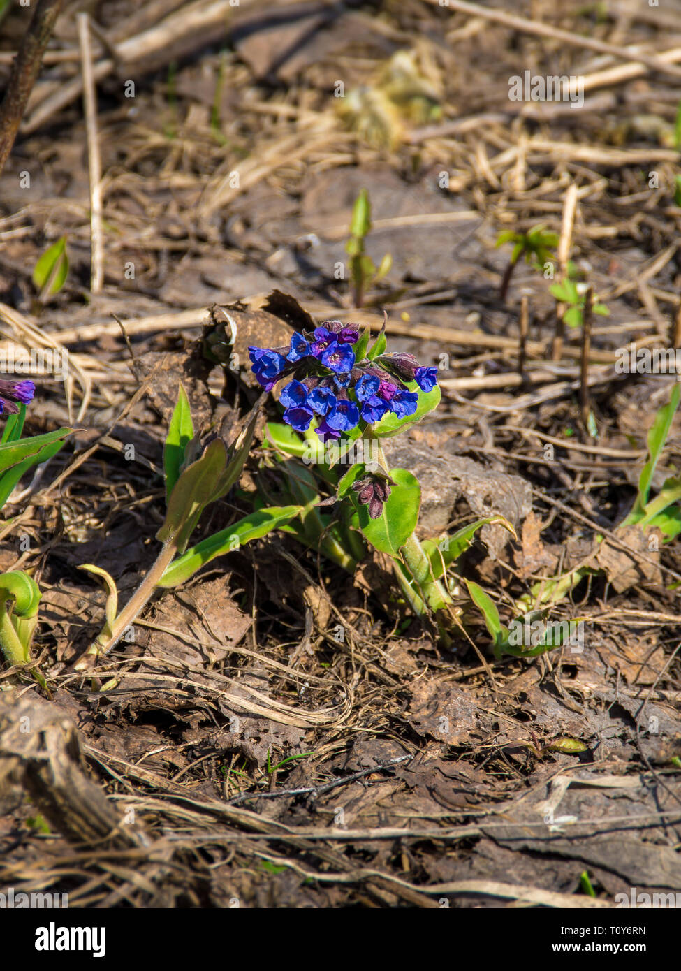 spring, medunitsa officinalis blooms with blue flowers Stock Photo