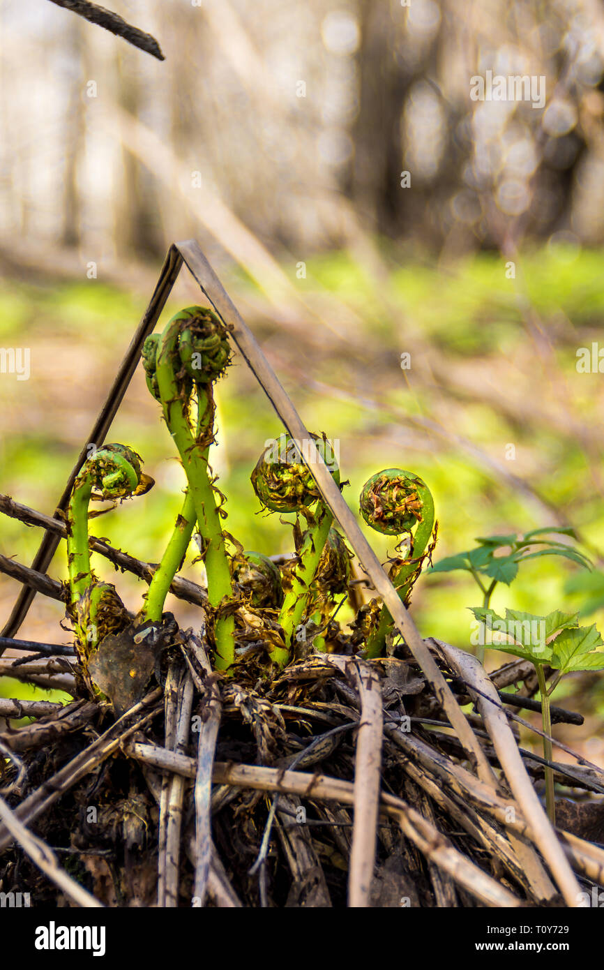 fern shoots in spring forest Stock Photo