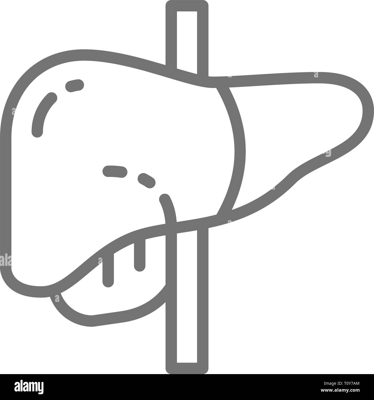 Liver, human organ line icon. Isolated on white background Stock Vector ...