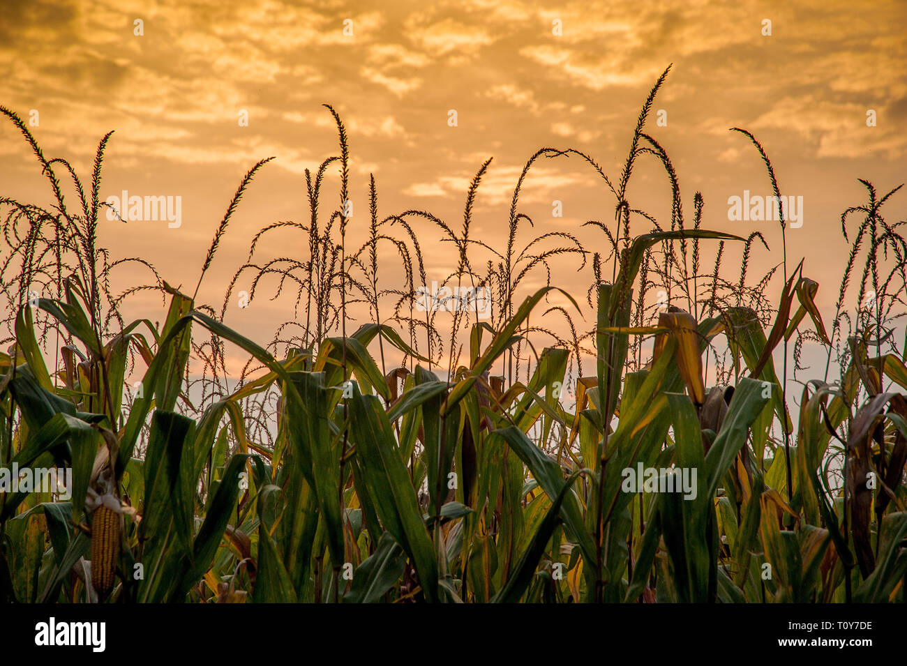 corn field ready for harvest Stock Photo Alamy