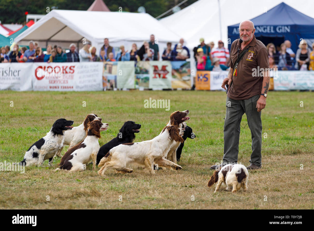 Wills Spaniels giving a demonstration in the main ring at the 2018 Aylsham Agricultural Show, Norfolk, UK. Stock Photo