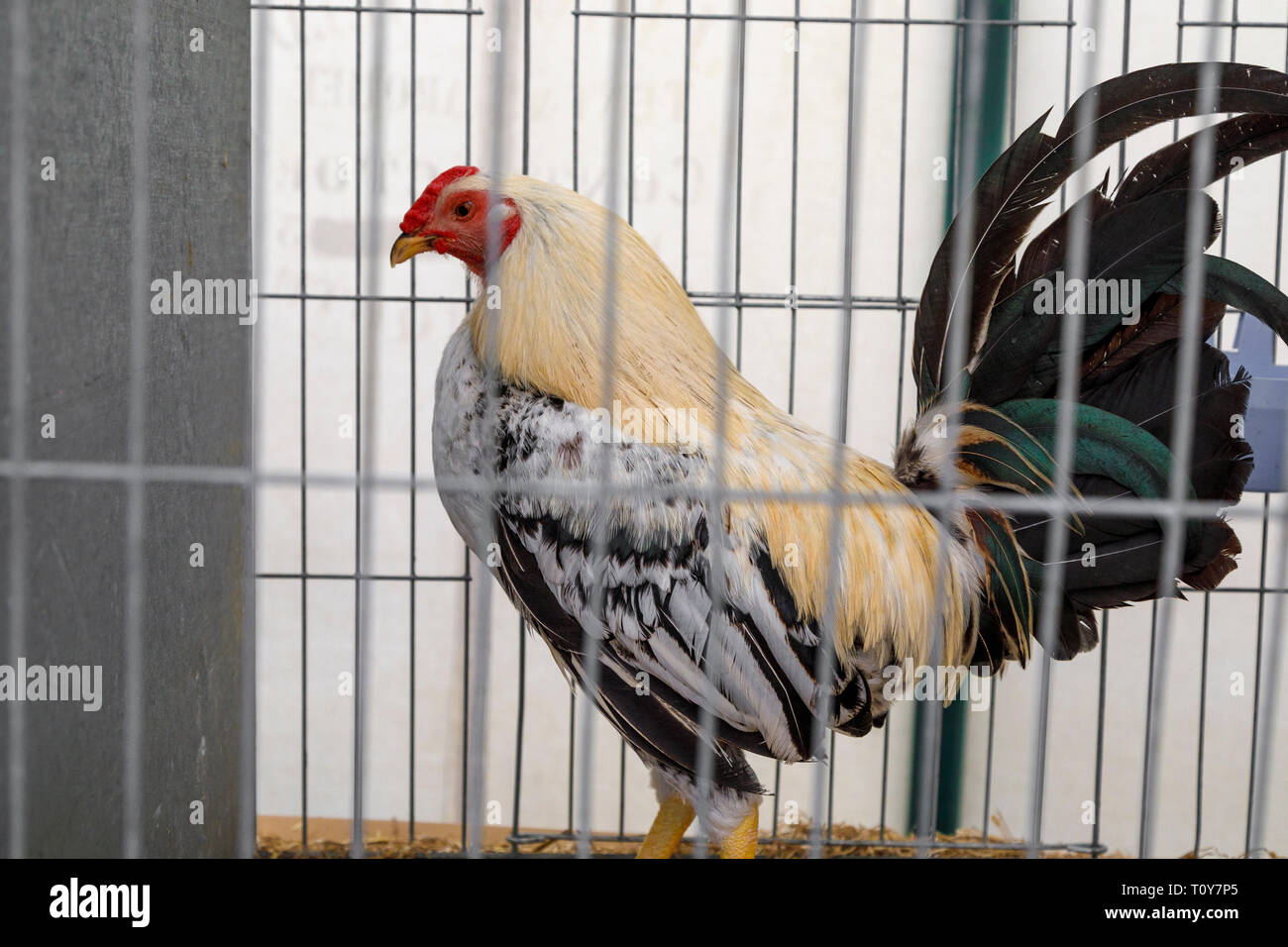 Chicken Show Stock Photos Chicken Show Stock Images Page 2 Alamy