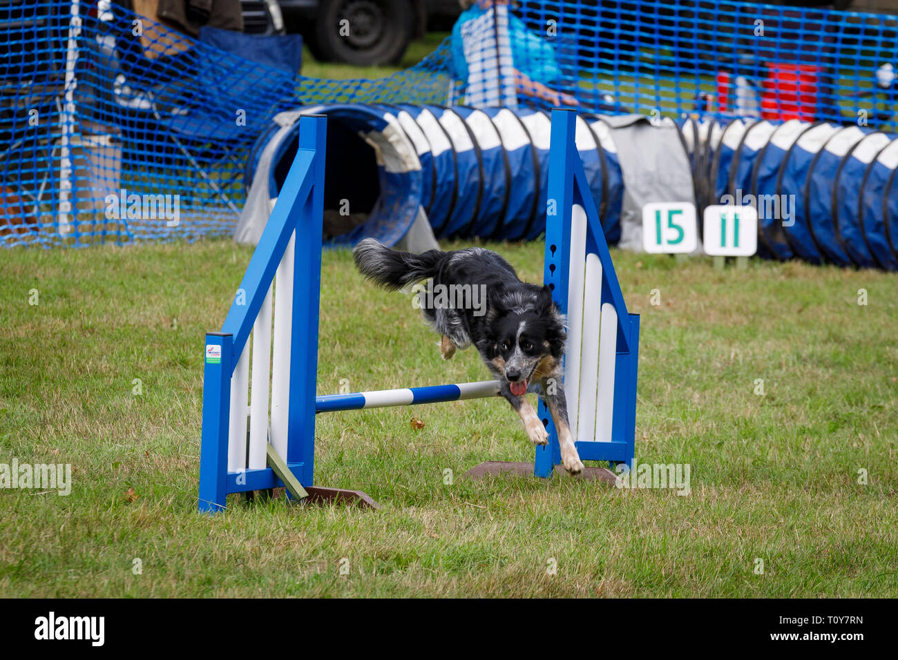Dog agility competition at the 2018 Aylsham Agricultural Show, Norfolk