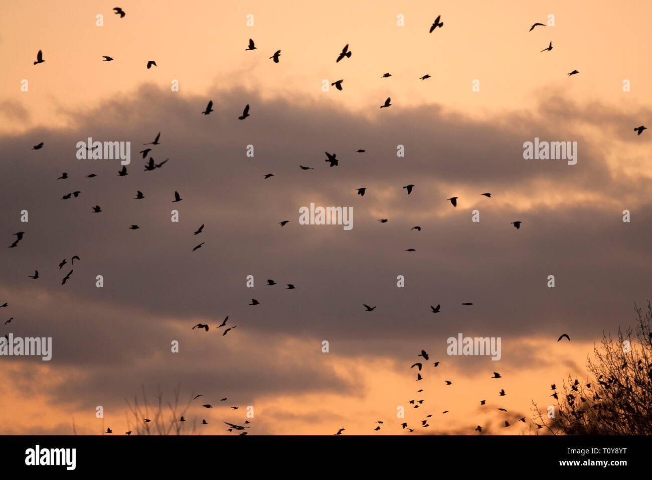 jackdaws-group-hi-res-stock-photography-and-images-alamy