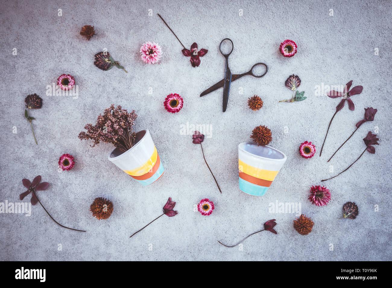 Flowers, rusty scissors and ceramic flowerpots on dark concrete background. Stock Photo