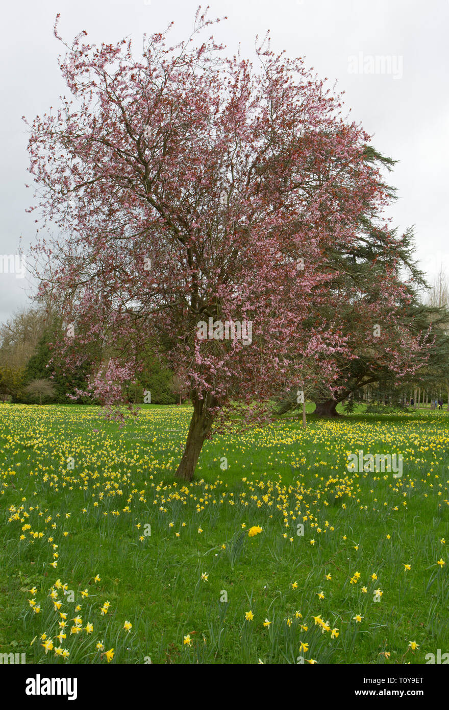 Flowering Cherry, Prunus variety, surrounded by Wild Daffodils, Narcissus pseudo-narcissus, Madresfield Court, near Malvern, Worcestershire, UK. Stock Photo