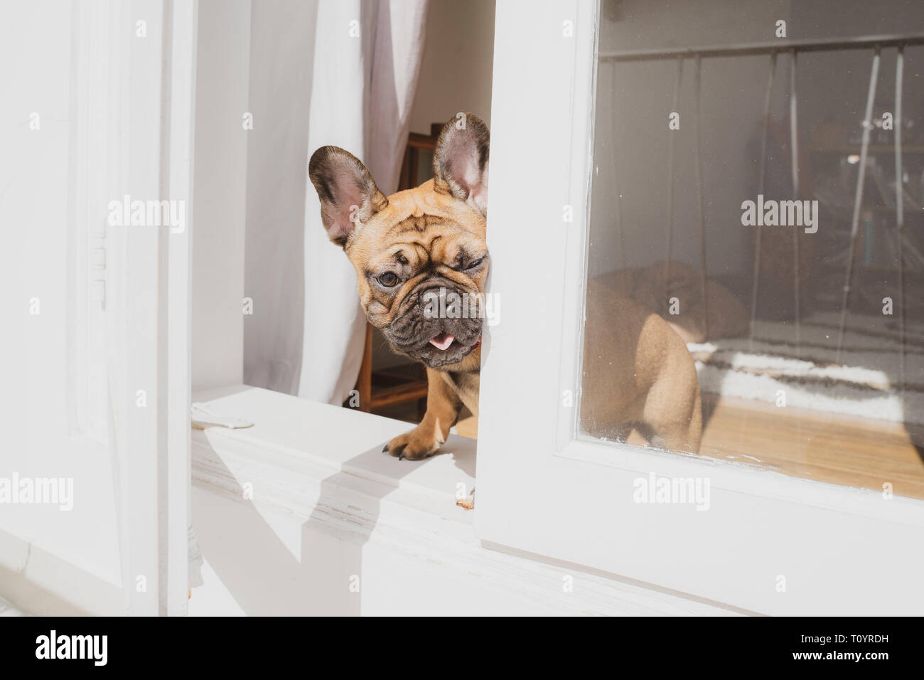 Dogs wait by door Stock Photo Alamy