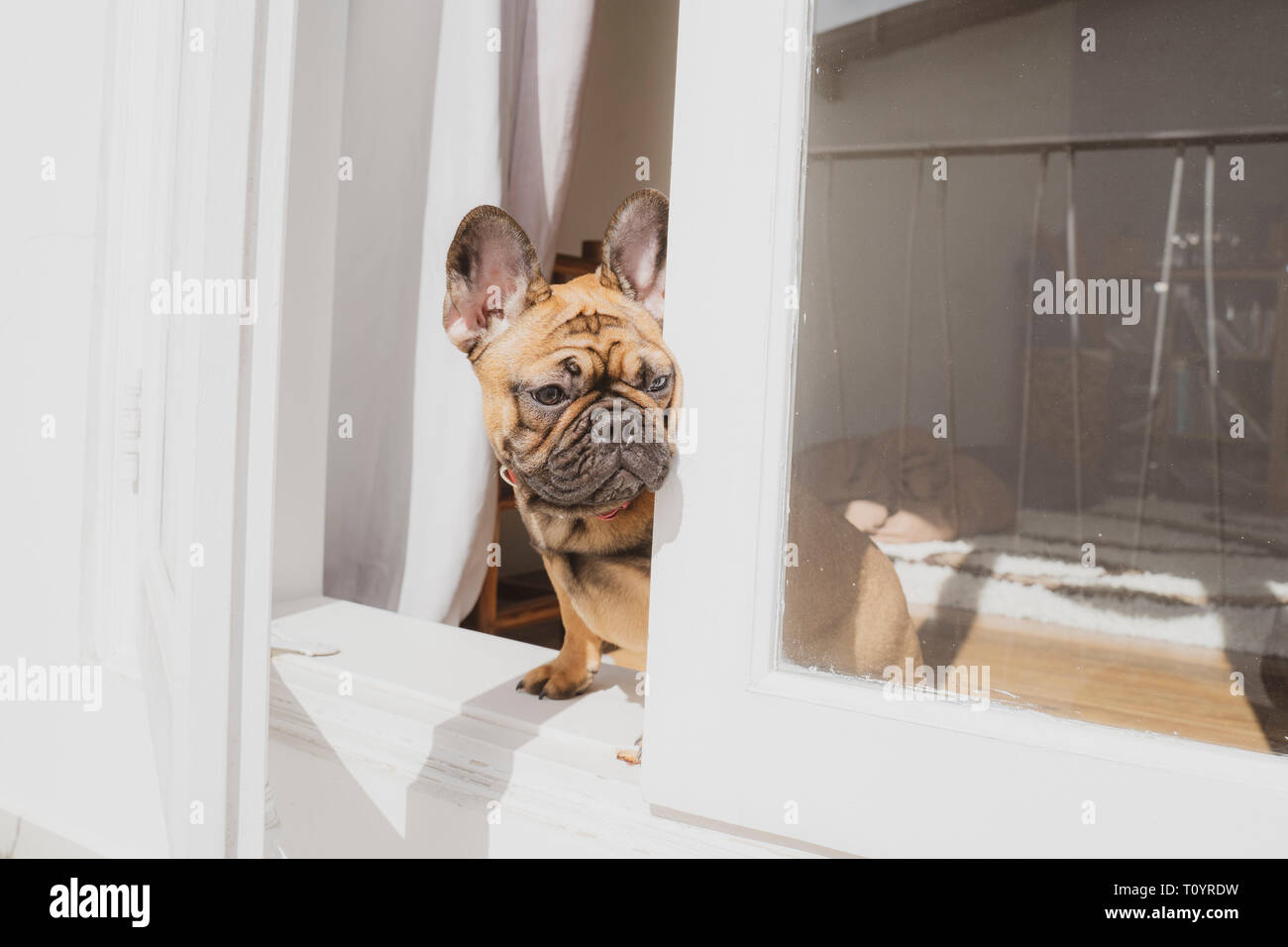 Dogs wait by door Stock Photo Alamy