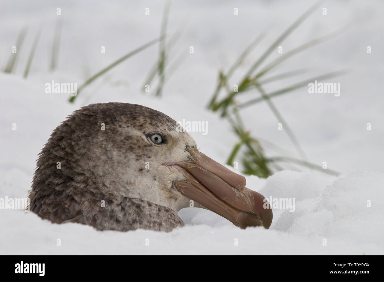 Giant Petrel looking out from the snow Stock Photo