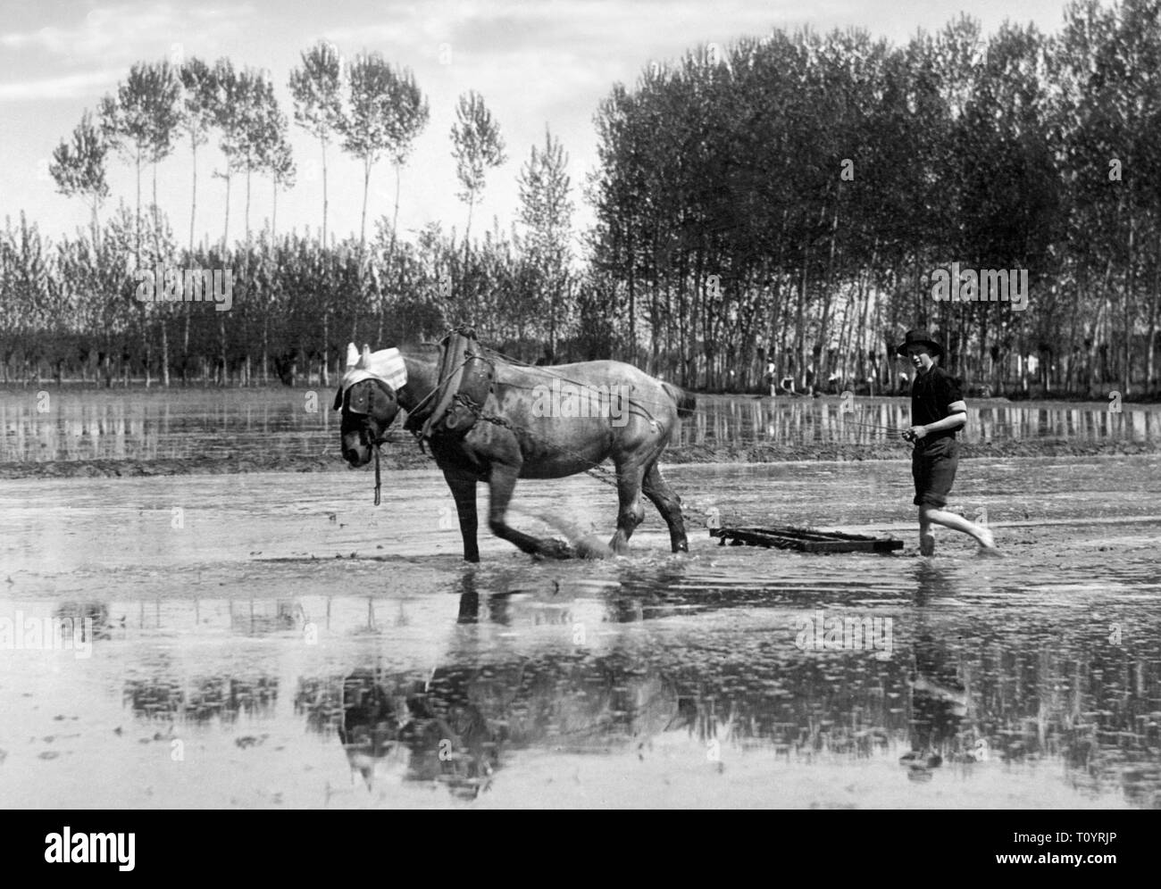 rice paddy, 1930 Stock Photo