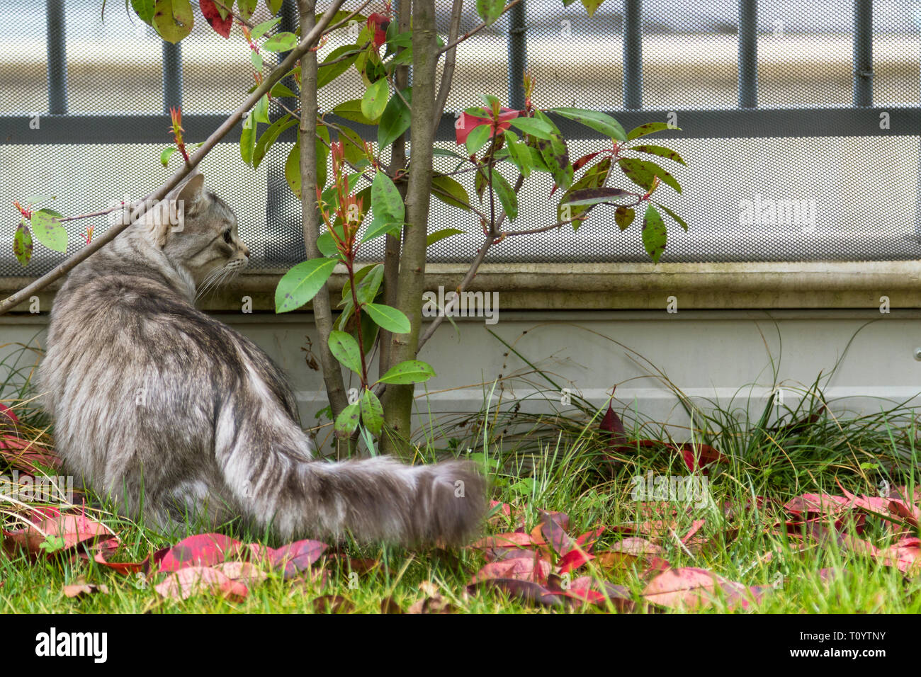 Adorable cat of livestock in a garden. Siberian breed pet