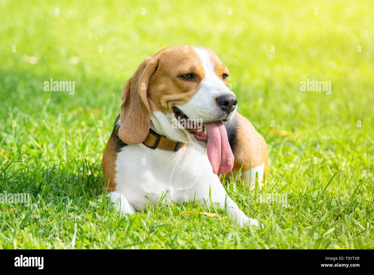 Dog breed beagle lying on the green grass in the Park Stock Photo - Alamy