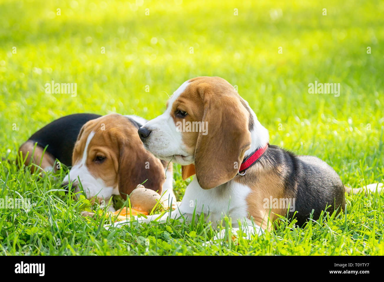 Dog breed beagle lying on the green grass in the Park Stock Photo - Alamy