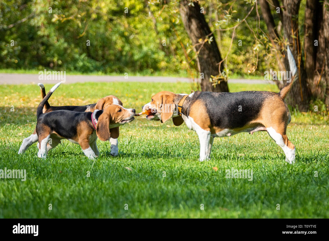 Dog breed beagle lying on the green grass in the Park Stock Photo - Alamy