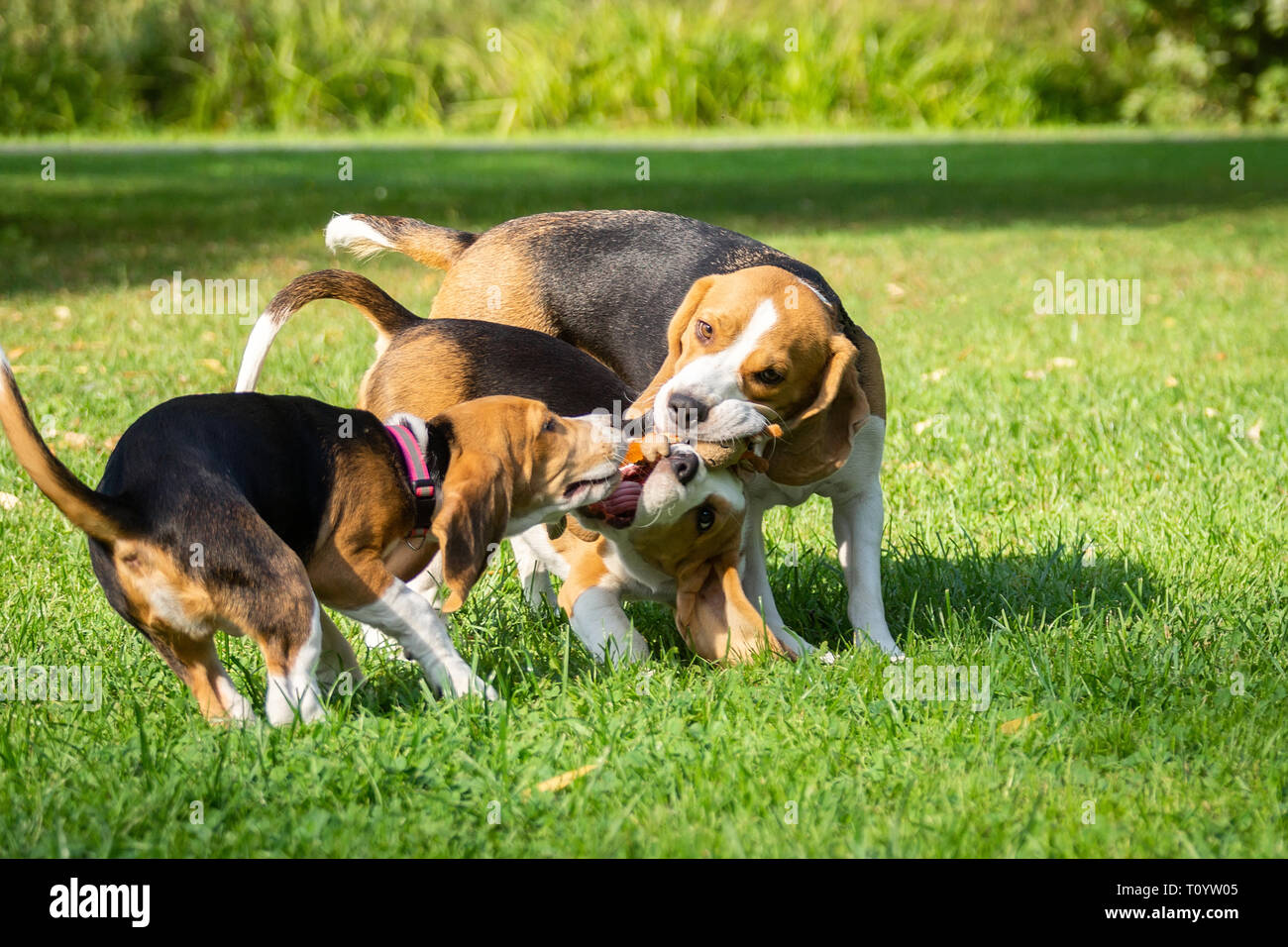 Dog breed beagle lying on the green grass in the Park Stock Photo - Alamy