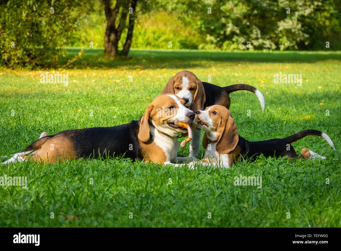 Dog breed beagle lying on the green grass in the Park Stock Photo - Alamy