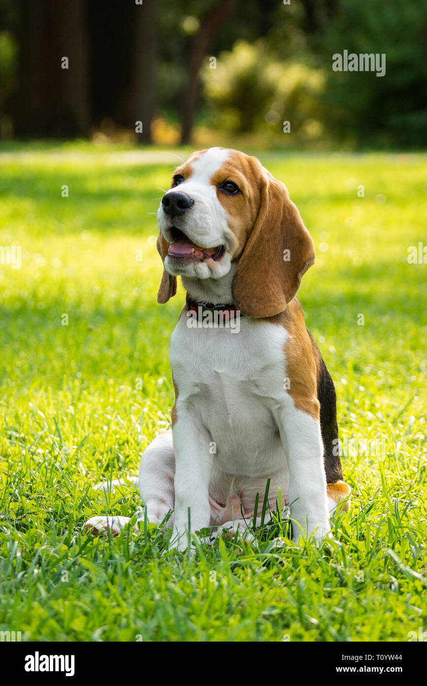 Dog breed beagle lying on the green grass in the Park Stock Photo - Alamy