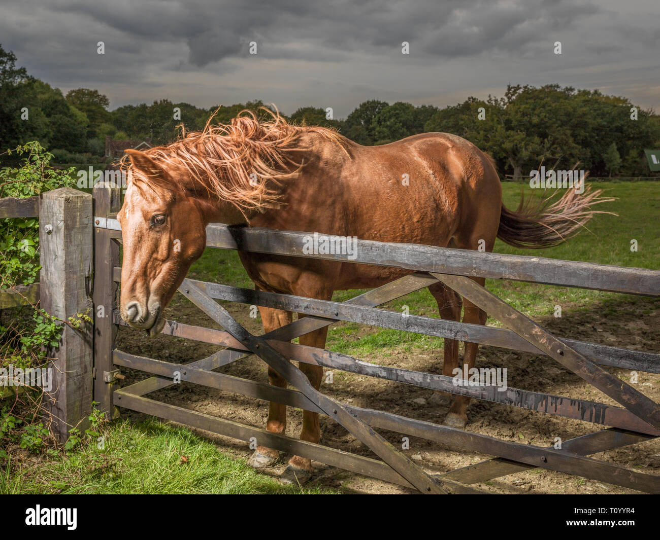 Horse at gate Stock Photo