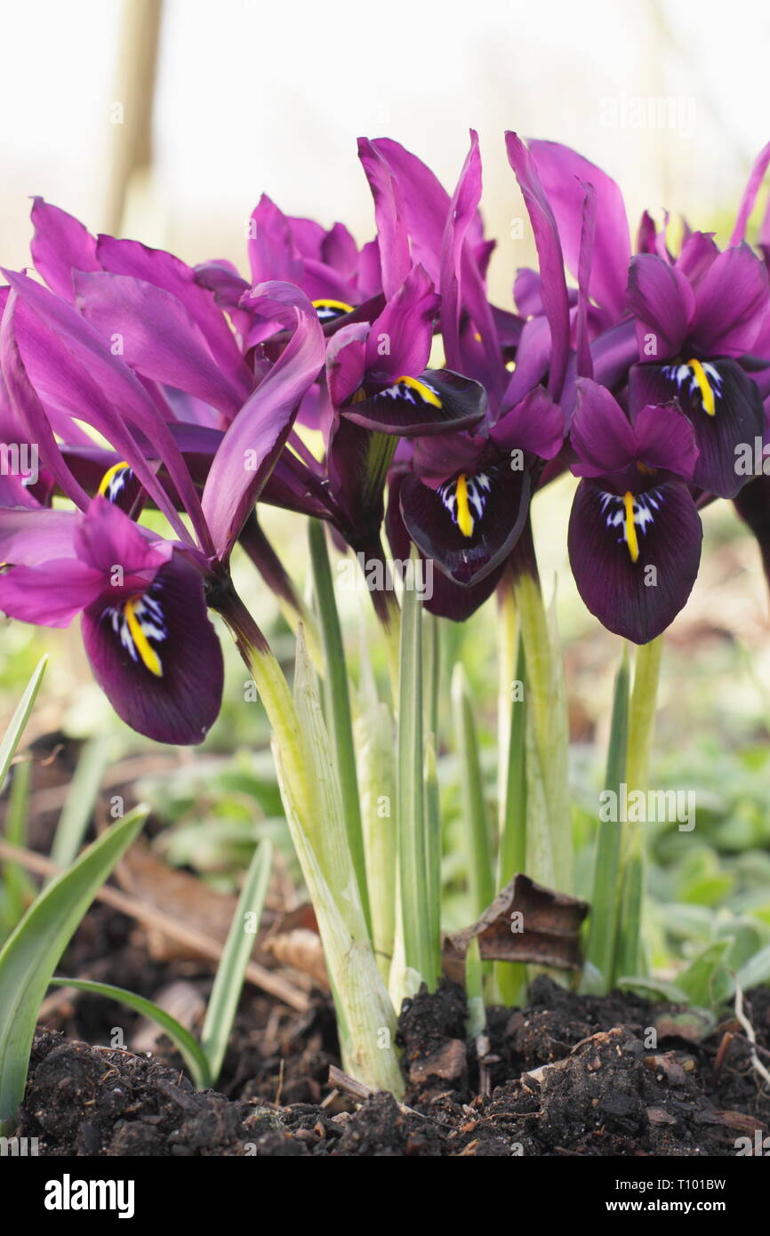 Early spring flowers of Iris reticulata 'George in February garden border, UK. Also called Iris histrioides 'George'. Stock Photo