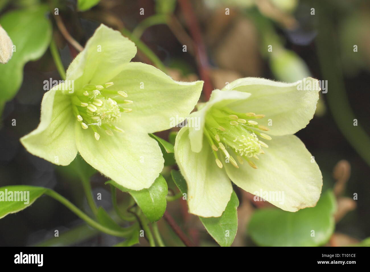 Clematis 'Wisley Cream'.  Pale cream flowers of Clematis cirrhosa Wisley Cream in late winter - February, UK Stock Photo