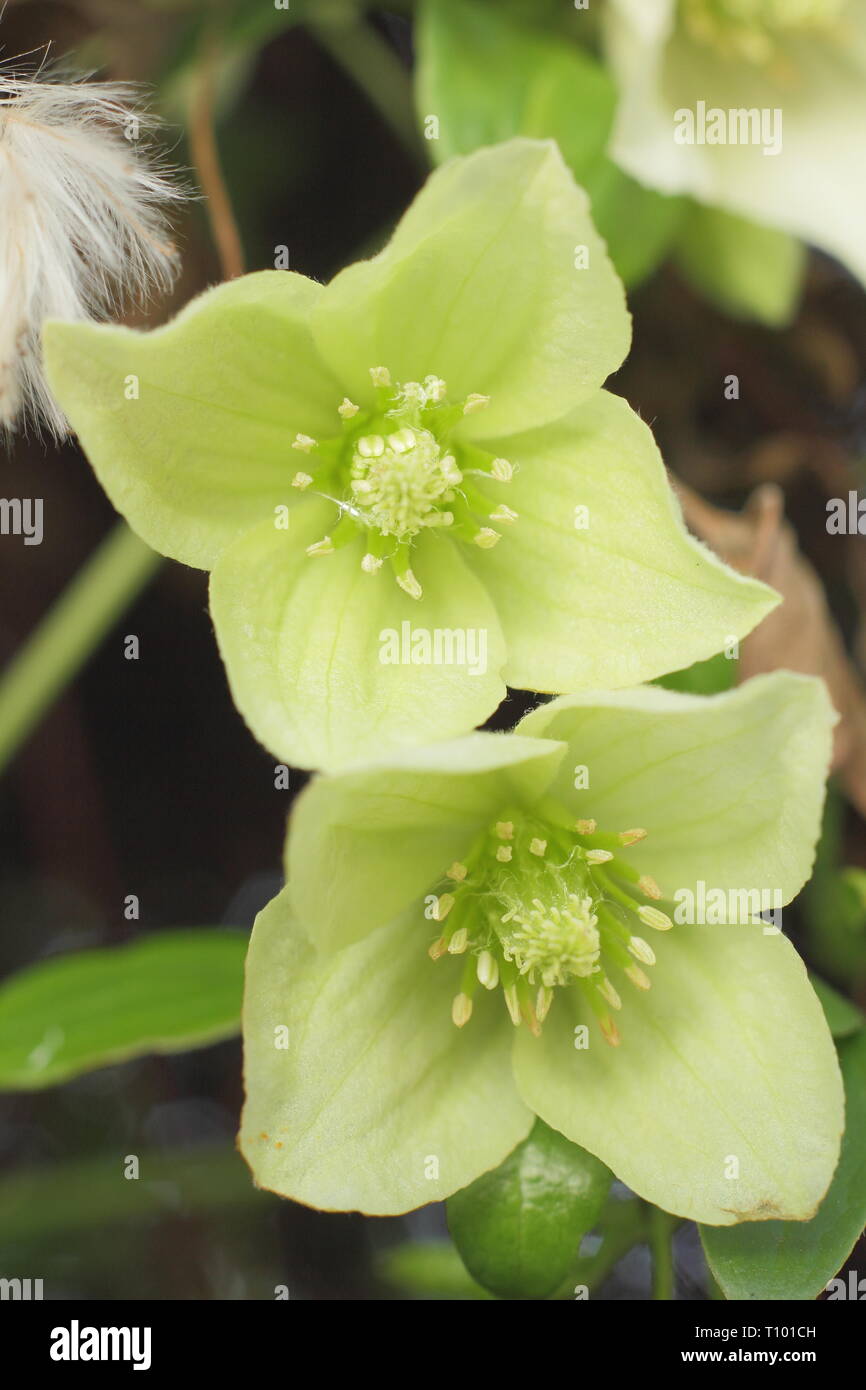 Clematis 'Wisley Cream'.  Pale cream flowers of Clematis cirrhosa Wisley Cream in late winter - February, UK Stock Photo