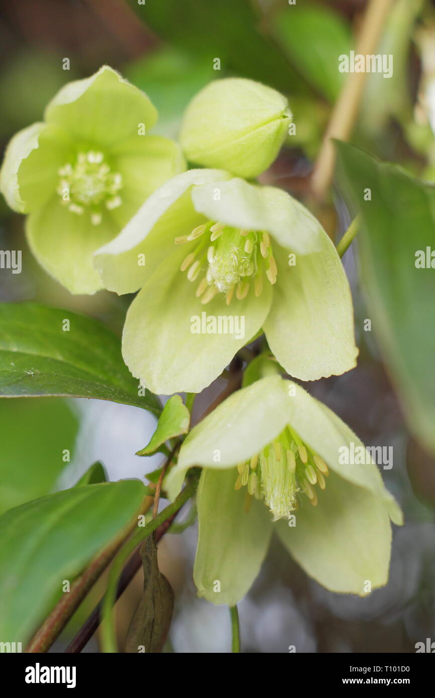 Clematis 'Wisley Cream'.  Pale cream flowers of Clematis cirrhosa Wisley Cream in late winter - February, UK Stock Photo