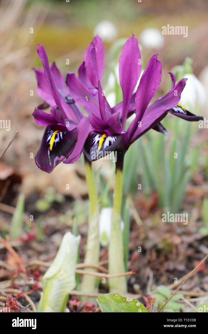 Early spring flowers of Iris reticulata 'George in February garden border, UK. Also called Iris histrioides 'George'. Stock Photo