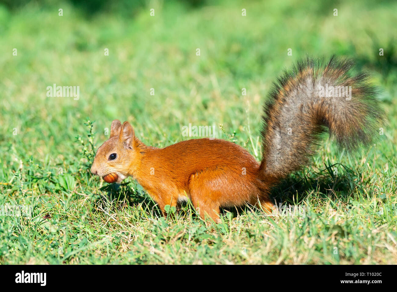 Sciurus vulgaris hides nuts hires stock photography and images Alamy