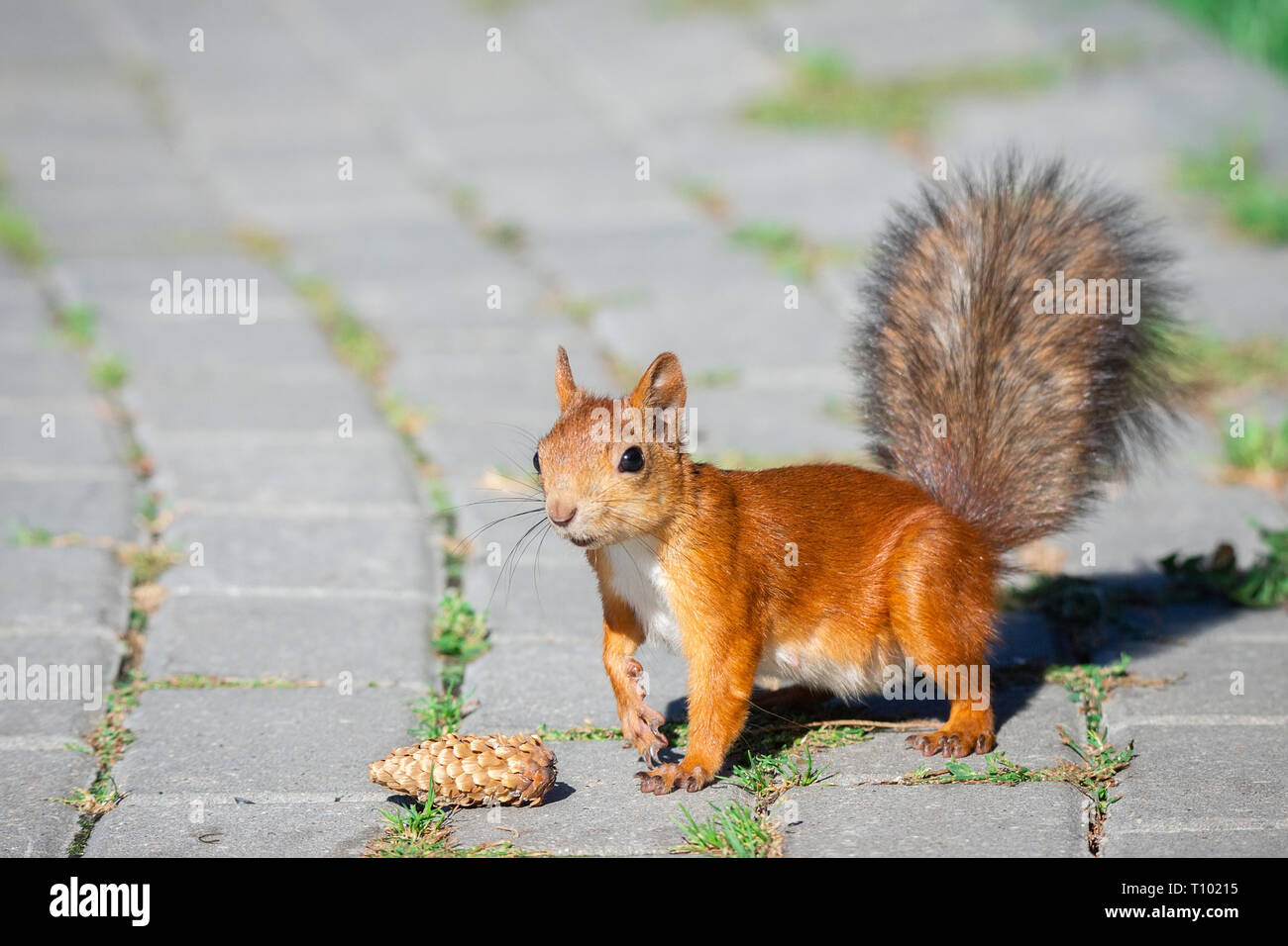 Sciurus vulgaris hides nuts hires stock photography and images Alamy