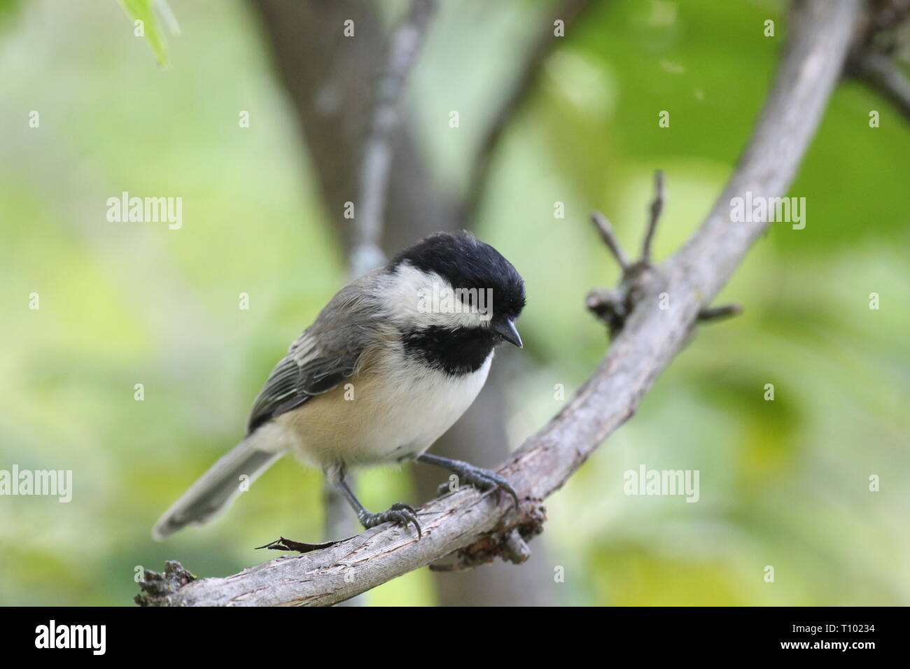 Blacked small beaked bird hires stock photography and images Alamy