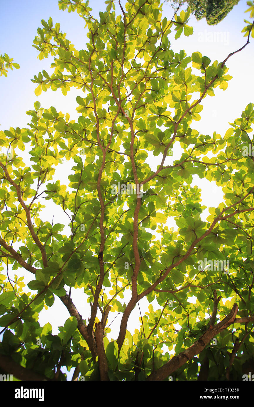 Terminalia catappa, common names country-almond, Indian-almond, Malabar-almond, sea-almond, and tropical-almond large tropical tree in the leadwood tr Stock Photo
