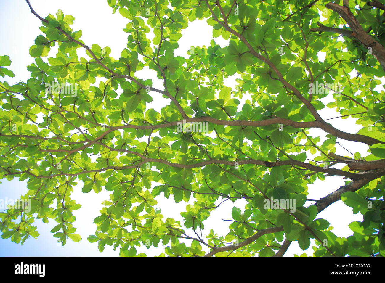 Terminalia catappa, common names country-almond, Indian-almond, Malabar-almond, sea-almond, and tropical-almond large tropical tree in the leadwood tr Stock Photo