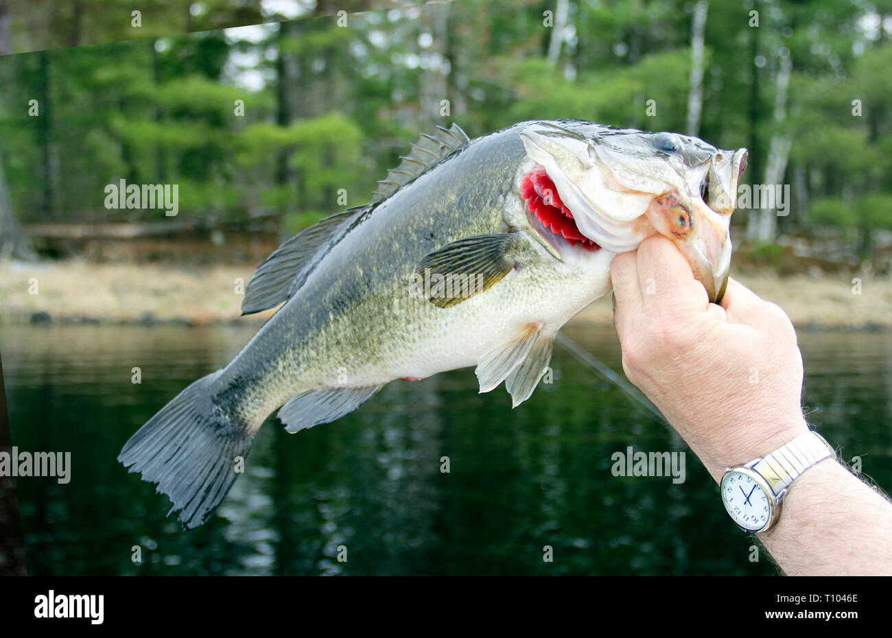 Largemouth Bass Closeup with a lake and trees in the background Stock Photo