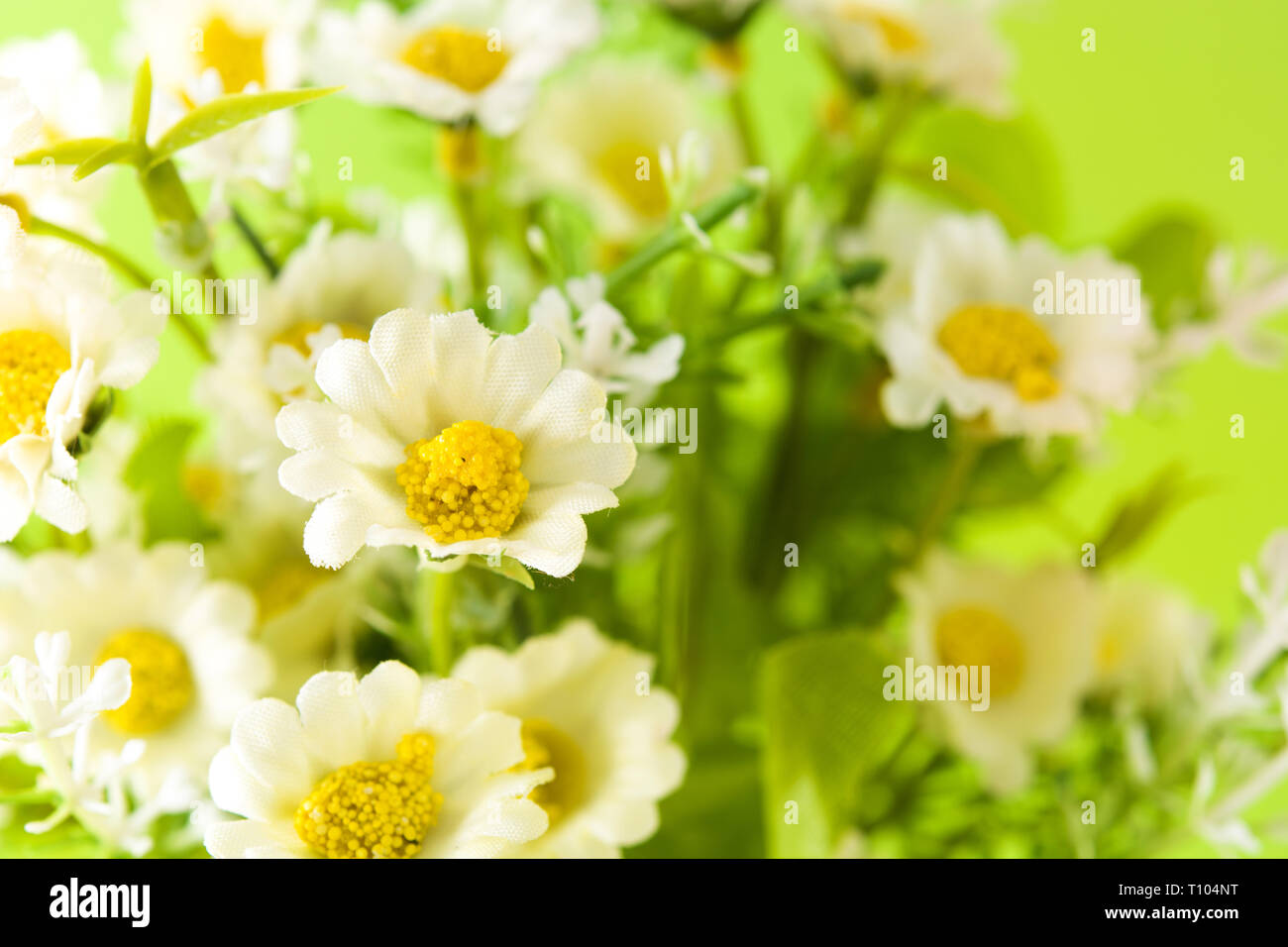 White daisy flower green leaves hi-res stock photography and images - Alamy