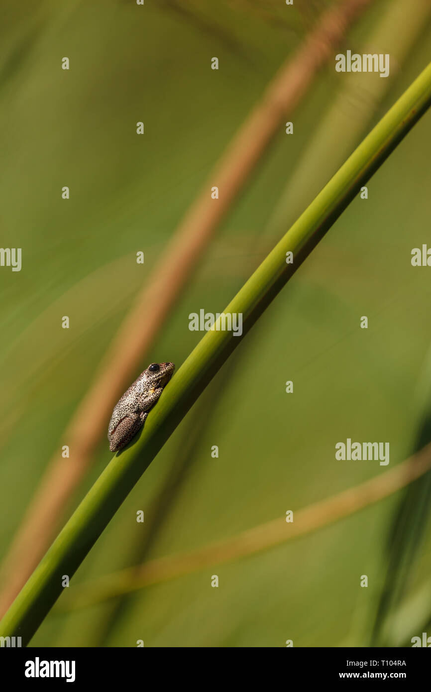 Angola reed hi-res stock photography and images - Alamy