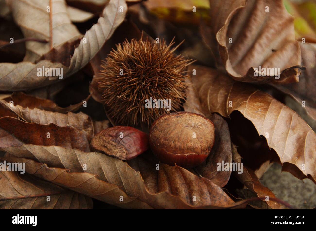 Seasonal chestnuts showing the development stages of this traditional autumn food. Stock Photo