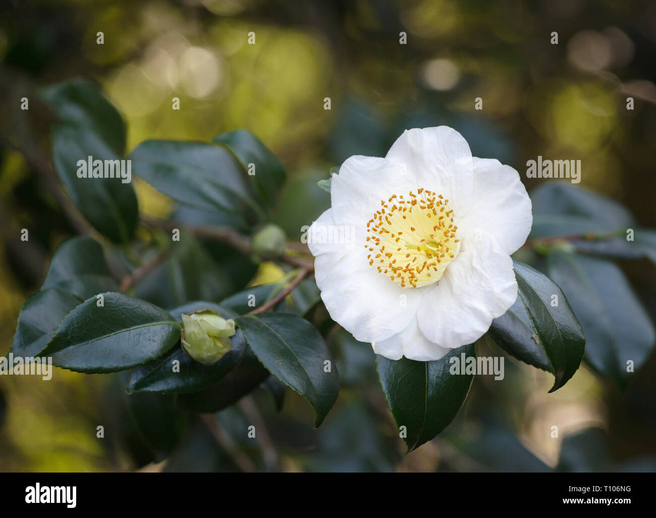 Close up of a white Camellia 'Hakutaka' 'Higo' flower in full bloom Stock Photo