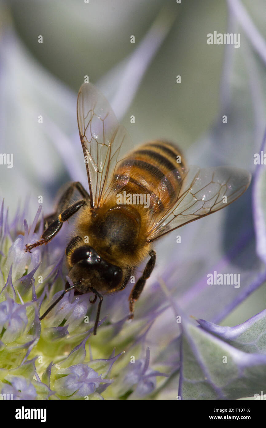 Honey Bee (Apis mellifera ) with Pollen basket, on Sea Holly Stock Photo