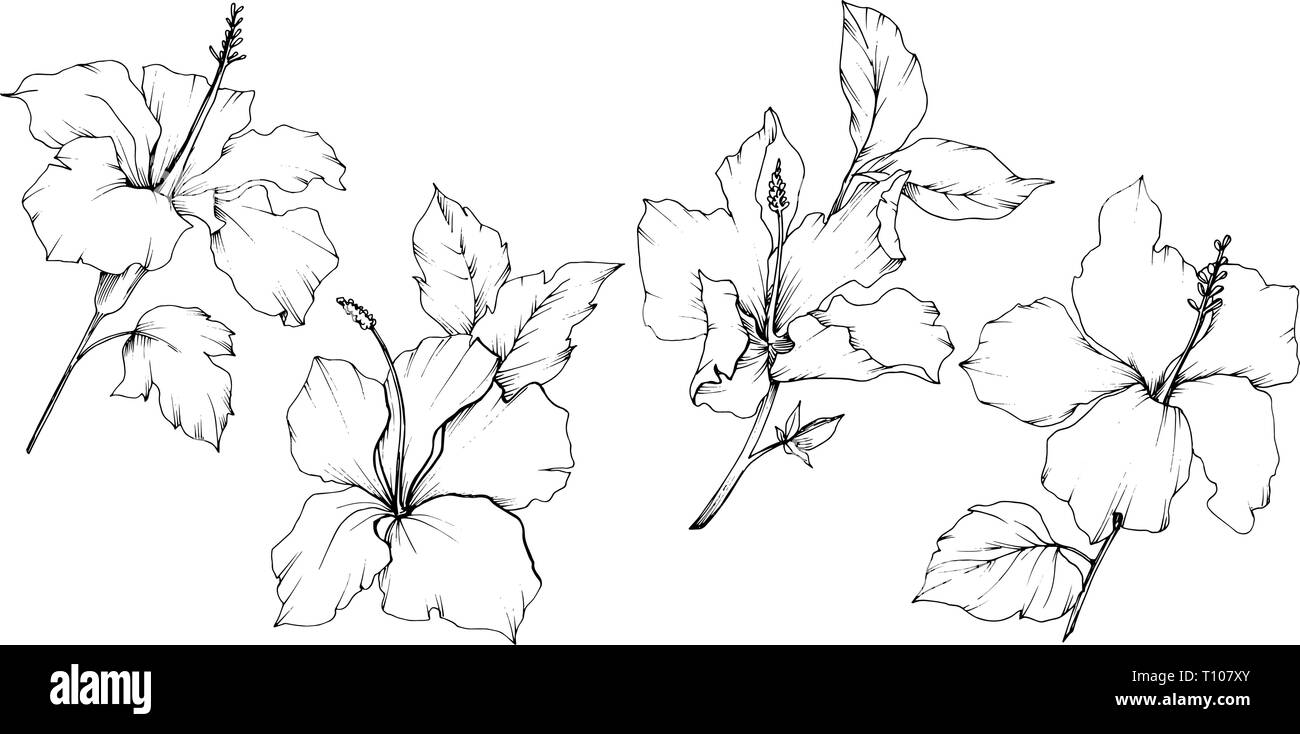 Vector Hibiscus floral botanical flower. Black and white engraved ink