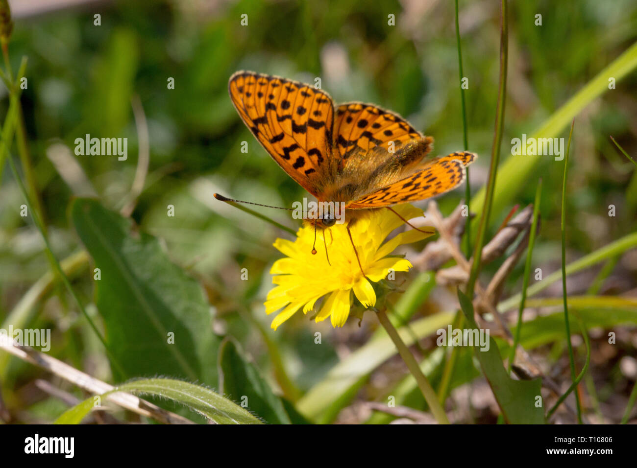 Pearl Bordered Fritilary ( Boloria euphrosyne ) Butterfly on Hawkbit flower .Rare and declining , red data book species in the UK. Stock Photo