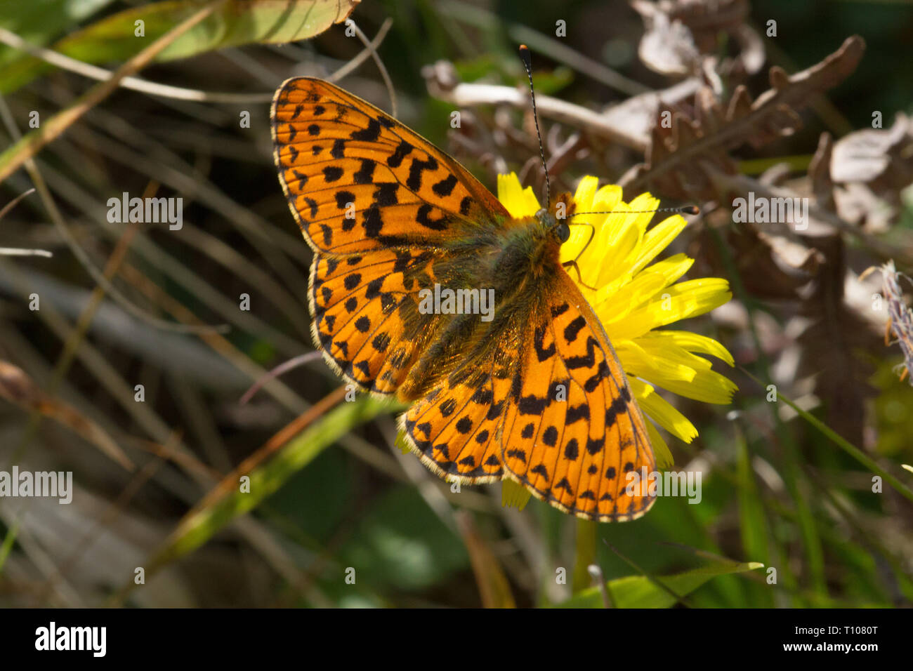 Pearl Bordered Fritilary ( Boloria euphrosyne ) Butterfly on Hawkbit flower .Rare and declining , red data book species in the UK. Stock Photo