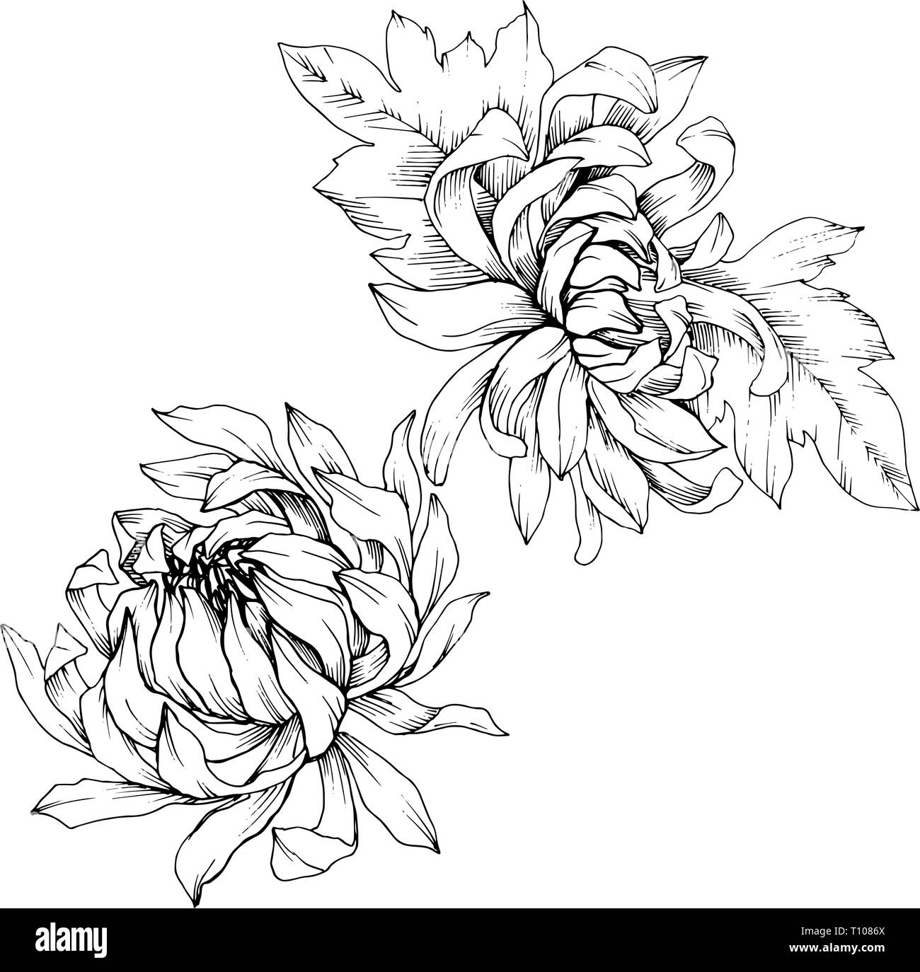 Vector Chrysanthemum floral botanical flowers. Black and white engraved ink art. Isolated flower illustration element. Stock Vector
