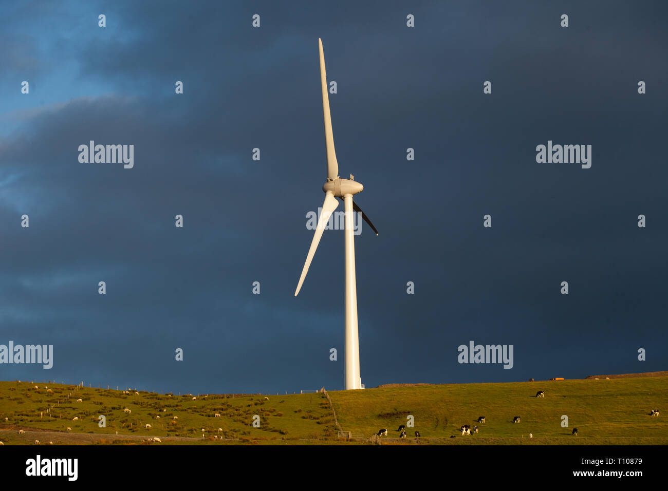 Newly constructed wind turbine on former forestry land in rural Welsh location. Stock Photo