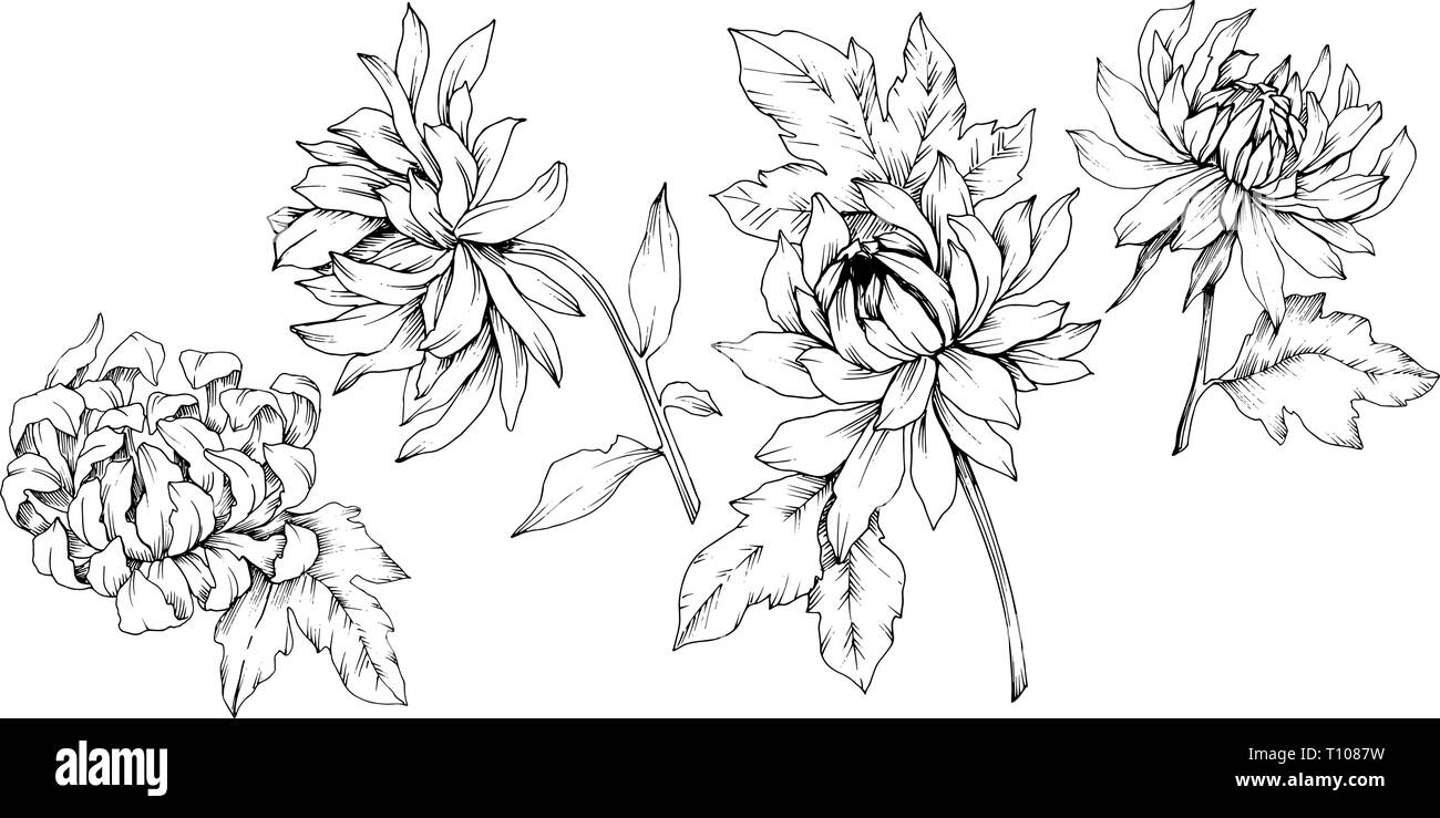 Vector Chrysanthemum floral botanical flowers. Black and white engraved ink art. Isolated flower illustration element. Stock Vector